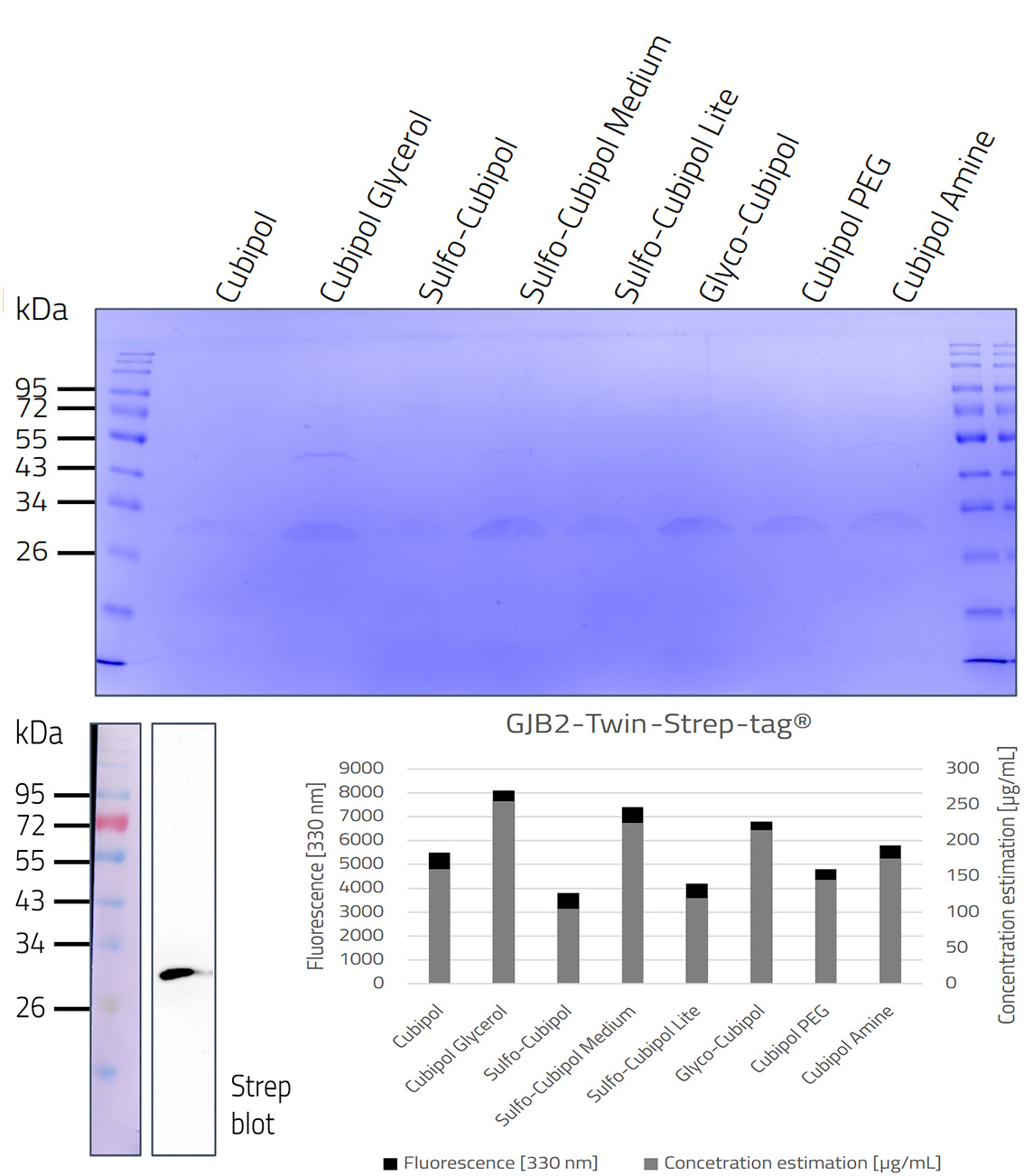 GJB2 in PlateX MP Twin-Strep Tag
